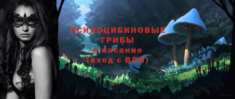 Псилоцибиновые грибы Psilocybine cubensis Астрахань
